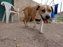 ALHENA Imagen 2